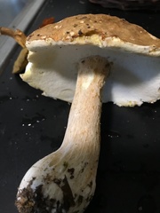 Boletus nobilissimus
