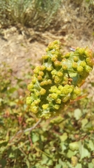 Colomerus vitis