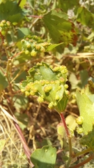Colomerus vitis