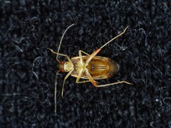 Pinalitus rubricatus