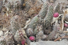 Austrocylindropuntia shaferi