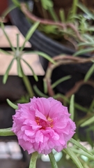 Portulaca grandiflora