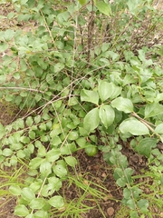 Magnoliopsida