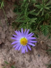Aster altaicus