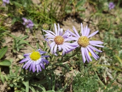 Aster altaicus