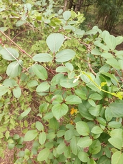 Magnoliopsida