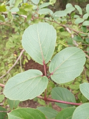 Magnoliopsida