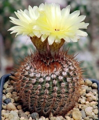 Parodia warasii