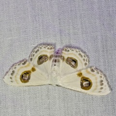 Problepsis eucircota