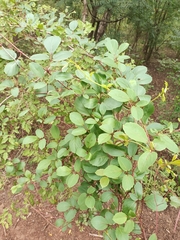 Magnoliopsida