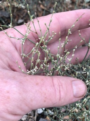 Eriogonum baileyi baileyi