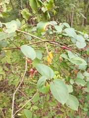 Magnoliopsida