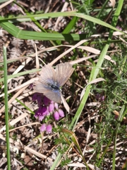 Leptotes pirithous