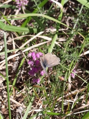 Leptotes pirithous