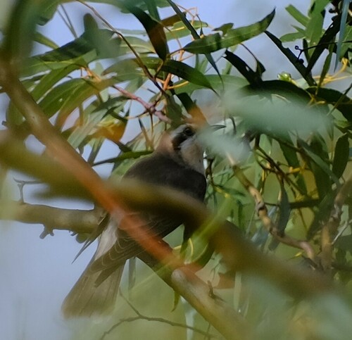 Black-eared Cuckoo (Chalcites osculans), photo 7