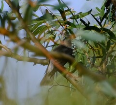 Chrysococcyx osculans