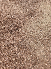 Formicidae