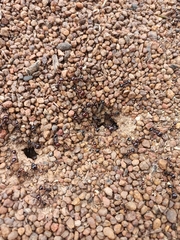 Formicidae