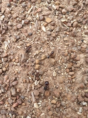 Formicidae