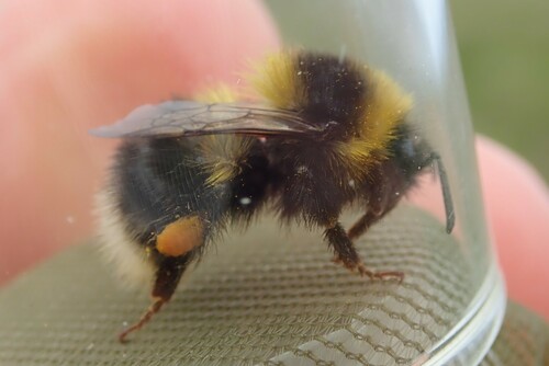 Heath Bumble Bee
