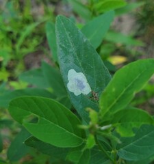 Anarsioses aberrans