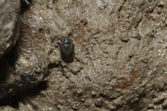 Limnichidae