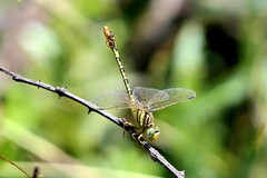 Crenigomphus hartmanni