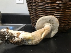 Boletus nobilissimus