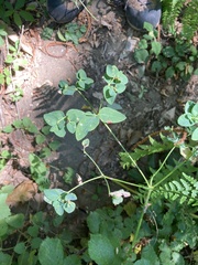 Euphorbia corallioides