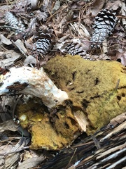Boletus nobilissimus