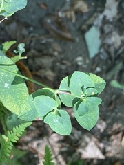 Euphorbia corallioides