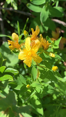 Hypericum maculatum maculatum