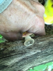 Bresadolia craterella