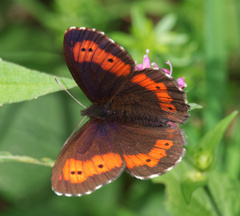 Erebia euryale