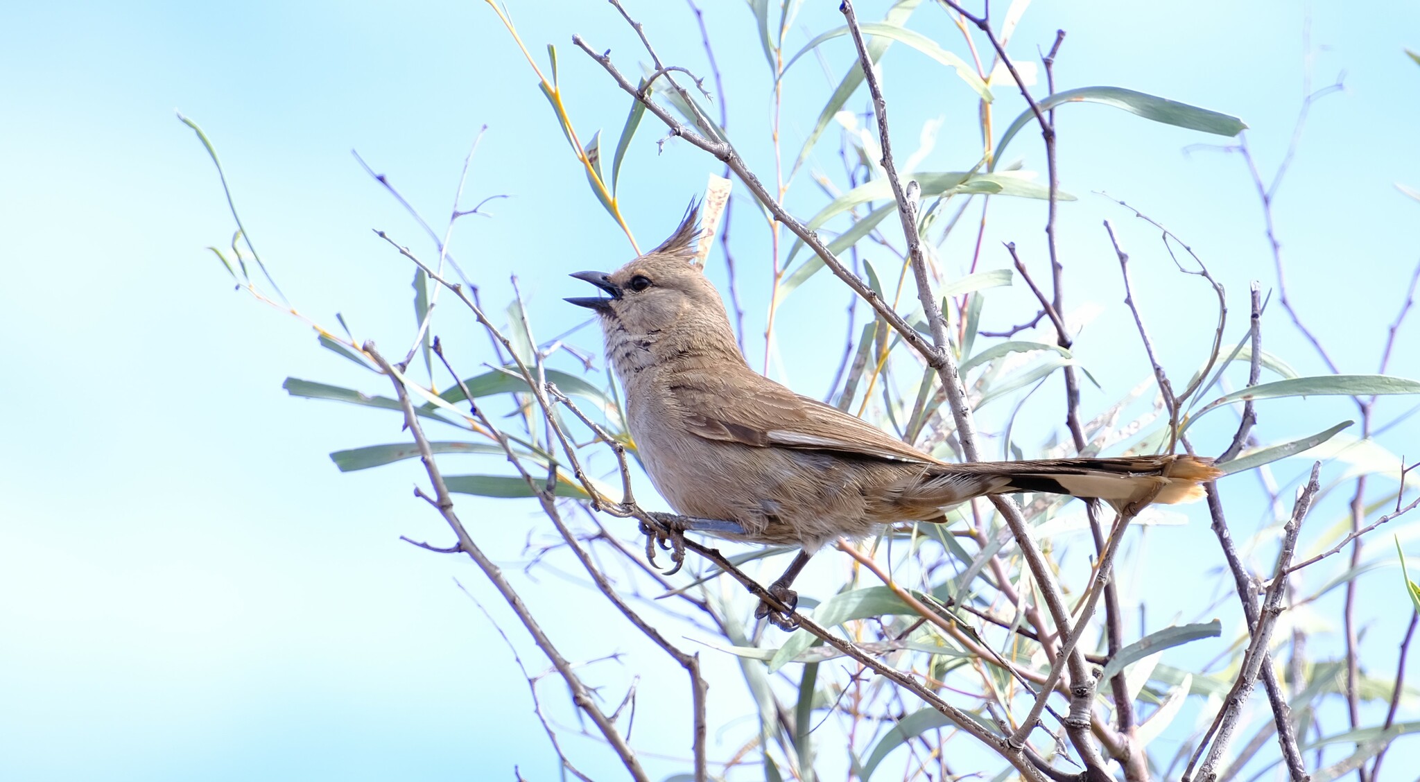 Chiming Wedgebill (Psophodes occidentalis), photo 1