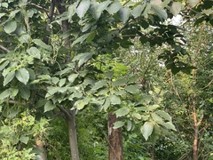 Diospyros lotus
