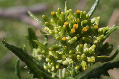 Senecio glomeratus glomeratus