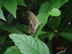 Neope goschkevitschii