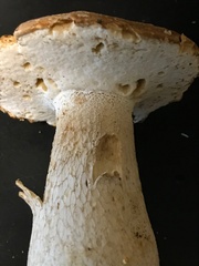 Boletus nobilissimus