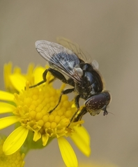 Eristalinus sepulchralis