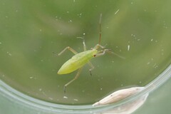 Teratocoris saundersi