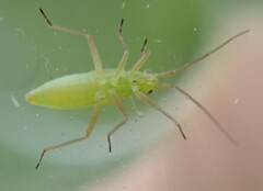 Teratocoris saundersi