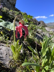 Meconopsis punicea