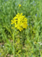 Brassica rapa oleifera