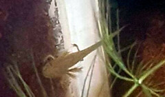 Lissotriton vulgaris meridionalis