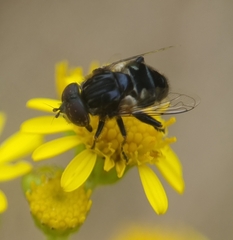 Eristalinus sepulchralis