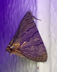 Eulepidotis merricki