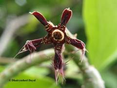 Caralluma adscendens