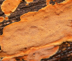 Gloeoporellus merulinus