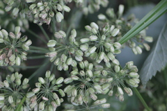 Angelica archangelica